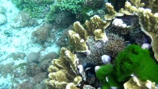 amphiprion mccullochi in the Wild at Lord howe Island [upl. by Atirehc686]