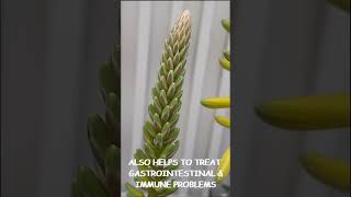 How to Plant amp Grow Aloe Vera at Home  Propagate Aloe Vera Fastshorts [upl. by Kataway605]