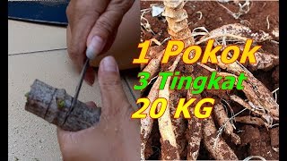 Singkong 3 Tingkat 20 KG Per Pokok Mantul Caranya [upl. by Leonardi]