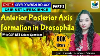 Genetics of axis formation in Drosophila Part 4 of 4 [upl. by Ahcurb]