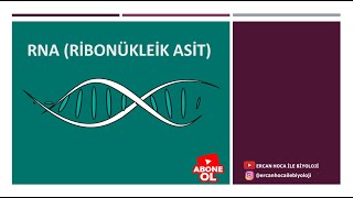 11 Organik Bileşikler RNA Ercan Hoca İle Biyoloji [upl. by Verla]