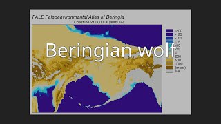 Beringian wolf [upl. by Gavrielle]