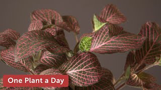 Fittonia albivenis Nerve Plant Houseplant Care — 223 of 365 [upl. by Jempty]