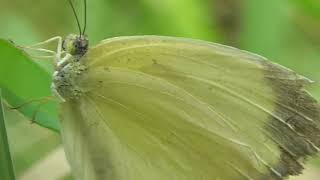 Whites and Yellows Unite The Dazzling World of Pieridae Insect [upl. by Ayouqes]