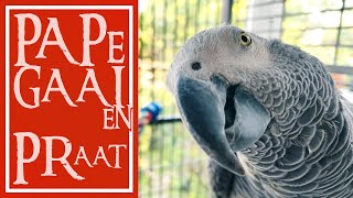 Talking parrots  Papegaaien praat 003 [upl. by Sessylu]