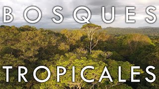 Bosque Tropical Perennifolio y Bosque Tropical Estacional  Biomas 1 [upl. by Jasun]