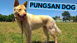 Pungsan Dog Breed  Facts and Information [upl. by Rhodes]