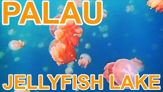 Jellyfish Lake in the Republic of Palau [upl. by Golding599]