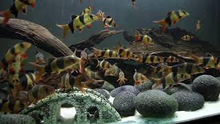 Clown Loach tank HD clown loach schooling in 200 gallon tank [upl. by Olivann]