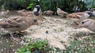 House Sparrows feeding  Sparrows chirping sound [upl. by Karab]