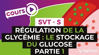 SVT BAC S  Régulation de la glycémie  le stockage du glucose PARTIE 1 [upl. by Hsirk]