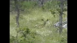 Found Footage Deer  Wild Turkey  Mt Adam  VHSC Doyle [upl. by Ahsauqal]