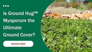 Why Ground Hug™ Myoporum is a Game Changer for LowWeed Landscapes [upl. by Damon920]