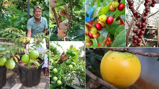 ഇവിടെ എത്ര വറൈറ്റി Fruit plant ഉണ്ട് എന്ന് ചോദിച്ചാൽ ഇദ്ദേഹത്തിന് പോലും അറിയില്ല exoticfruitplants [upl. by Chancellor214]