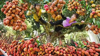 Harvest Lychee Fruit Goes To Market Sell  Lychee Ripening Season  Tieu Toan New Life [upl. by Eidualc]