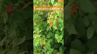 lantanacamara flowers hariyali lantana nature [upl. by Heringer]