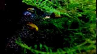 Apistogramma Trifasciata  Breeding [upl. by Sadick]