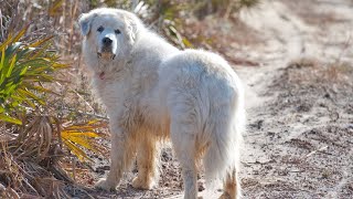 Famous Great Pyrenees in History Remarkable Stories [upl. by Bonns322]