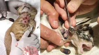 Double decker BotFly Cuterebra Removal from Animals [upl. by Buonomo]