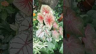 The Caladiums are thriving in this heat 🔥 containergardening caladium shadegarden [upl. by Ayifas]