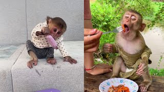 See this funny monkey Icy Is Eating Snack Outside cute monkey animals eating [upl. by Jere281]