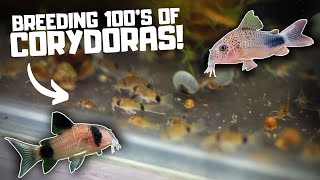 Breeding HUNDREDS of Corydoras in the Fish Room [upl. by Assital988]