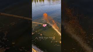 😱 Viral Fish Catching Technology 😮🐋 New Viral gadgets  🤯🐋 fishing  trending shorts viralvideo [upl. by Kokaras700]