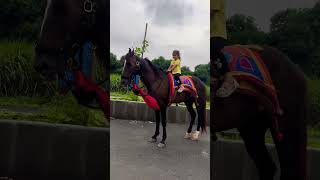 Dhruvi Horse 🐎 Riding  horse horses ghoda horseriding horselover ytvideo shortsfeed dhruhi [upl. by Ordep234]