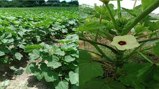 How To Grow Okra [upl. by Lishe]