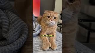 The Truth About The Cat Breed SCOTTISH FOLD 🤯 [upl. by Lenad]