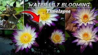 Water lily blooming 😍❤️ purple joy waterlily timelapse nature flowers srilanka lilyflower [upl. by Sihtnyc850]