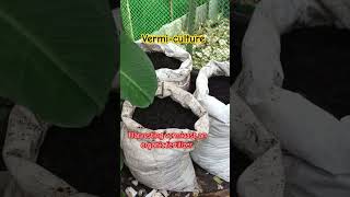 Harvesting vermicast A Complete organic fertilizer essential for plants and soil conditioning [upl. by Aivatnuhs]