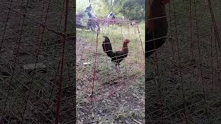 hennie drbbackyard noanimalsharmed shortvideo subscribe [upl. by Potts743]