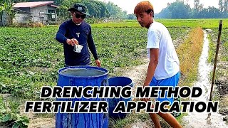 DRENCHING METHOD FERTILIZER APPLICATION kabalatmotol [upl. by Yrehc]