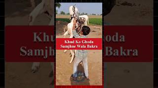 Khud ko ghoda samjhne wala bakra 😂bakra goat goatfarming comedyfunny bakripalanfarming short [upl. by Lil]