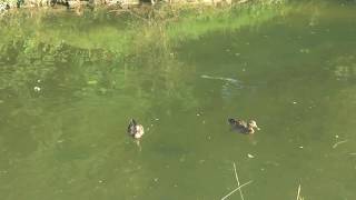 Anatidae  Happy Ducks 9 [upl. by Sivehc]