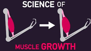 The Science of What Muscle Growth Actually Is [upl. by Maillil]