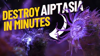 Effectively Rid Aiptasia Quickly and Easily in a matter of Minutes Aiptasia RX [upl. by Qirat]