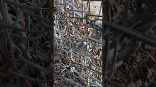 How to Fix a Chain Link Fence  No Fuss [upl. by Lund]