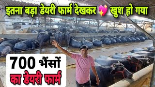 700 Buffalo Dairy Farm Tour  इतनी भैंसे देख ताज़्जुब खा गया  🙃 Buffalo Farming in India [upl. by Imim207]