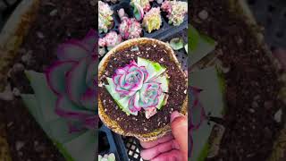 Cutting succulents succulent shortvideo nature decoration farming indoorplants houseplants [upl. by Tan998]