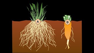 roots system  TAP root and FIBROUS root [upl. by Cornell]