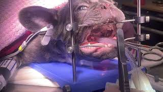 Brachycephalic obstructive airway syndrome BOAS surgery in a French Bulldog  PART 2 soft palate [upl. by Garson]