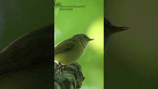 Le Chant du Pouillot Véloce  CHIFFCHAFF  🐦 Short video documentary 4k 2023 natureshortsvideo [upl. by Znieh]