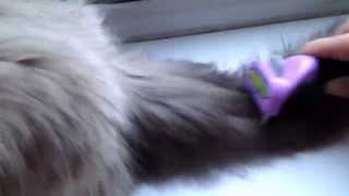 Using the Furminator on Ragdoll kitten [upl. by Gernhard]