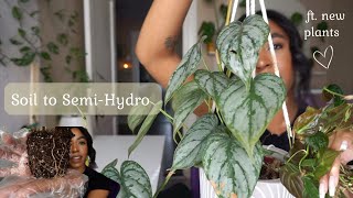 Switching Philodendron to SemiHydro from Soil  philodendron brandtianum  micans 🌱 [upl. by Lahcsap]