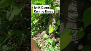 IPRIK DAUN KUNING EMAS [upl. by Gerladina909]