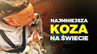 🤏 NAJMNIEJSZA KOZA NA ŚWIECIE 🤏 wycałowałem maluchy ❤️ MOJE MINI ZOO  odc 317 [upl. by Nannaihr]