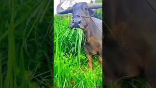 Finish My All Rice 🌾🌾😂😂 7  TPLFUN26 fun funny ytshorts farming farmer finish tiktok viral [upl. by Atinra]