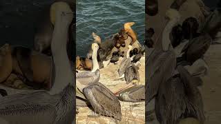 Pelicans and sea lions La Jolla Cove [upl. by Niaz888]